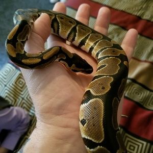 Meet your Posher, Paul